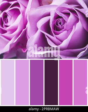 Color palette appropriate to photo of beautiful blooming roses, closeup Stock Photo