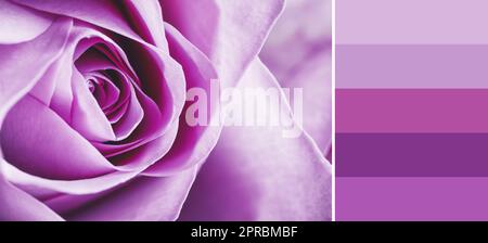 Color palette appropriate to photo of beautiful blooming rose, closeup Stock Photo