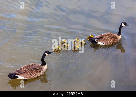 Pair of Canada Geese swimming with their brood of chicks along the Steveston waterfront in British Columbia Canada Stock Photo