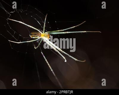Closeup of a backlit orchard orb weaver spider sitting near the center of its web. Photographed with a shallow depth of field. Stock Photo