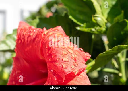 Yellow and pink hibiscus flowers are surrounded by green leaves Stock Photo