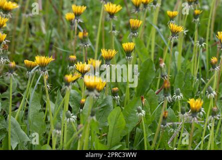 Dandelions in the grass, yellow spring flowers. Stock Photo