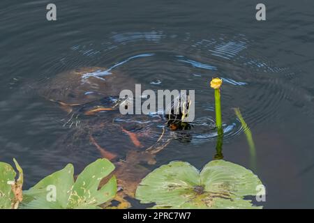 Florida Redbelly Turtles - Pseudemys nelsoni - eating water lily on Anhinga Trail in Everglades National Park, Florida. Stock Photo