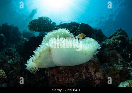 A bleached magnificent anemone grows on a coral reef in Raja Ampat, Indonesia. This remote part of Indonesia is known for its marine biodiversity. Stock Photo