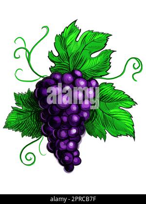 line drawing cartoon bunch of grapes 12154026 Vector Art at Vecteezy