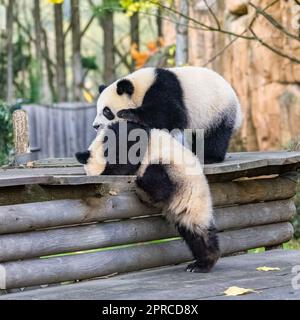 Giant pandas playing together outdoors Stock Photo - Alamy