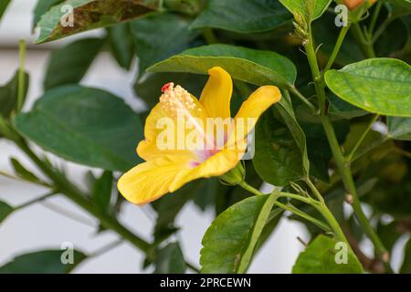 Yellow and pink hibiscus flowers are surrounded by green leaves Stock Photo