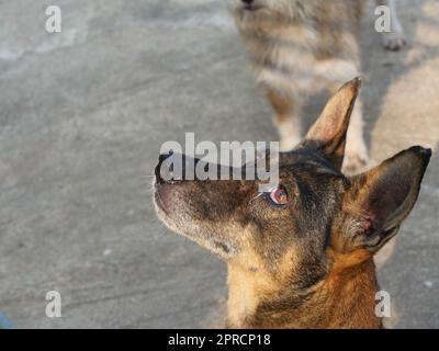 black-brown dog is raising its head to looking up, Puppy eye are inflamed and runny Stock Photo