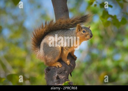Squirrel on a Tree Branch Stock Photo