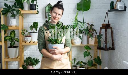 Unpretentious and popular Zamiokulkas in the hands of a woman in the interior of a green house with shelving collections of domestic plants. Home crop Stock Photo