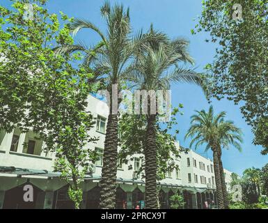 exotic trees in a hot country. tall palms with thick brown trunks and bark. creating a natural shade for tourists in hot weather. trees against the bl Stock Photo