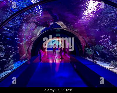 observation of the life of fish in the aquarium. tunnel with underwater world for tourists. people watch fish, plants in the aquarium. Stock Photo