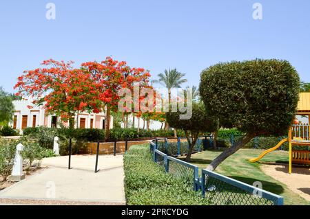Beautiful park with tropical beautiful natural exotic plants, trees with red flowers delonix and palm trees with green leaves, white petals on a tropi Stock Photo