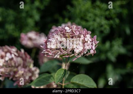 Hydrangea arborescens Incrediball Blush, Sweet Annabelle in garden flowers Stock Photo