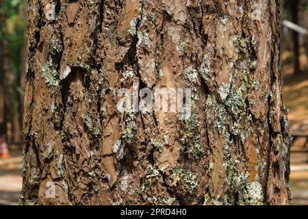 Close up of tree trunk on autumn forest background. Dark brown cracked bark background texture for design. Pine bark texture Stock Photo