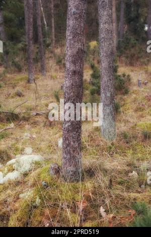 Forest wilderness. Uncultivated forest wilderness in Denmark - Odde Natural Park. Stock Photo