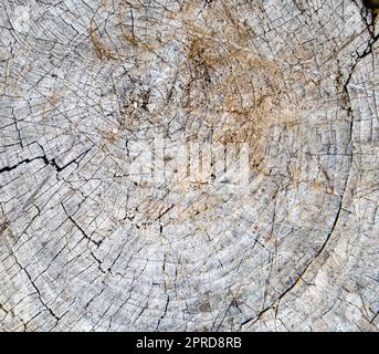 Top view of the texture of an old cracked stump, vintage wooden background, close-up Stock Photo