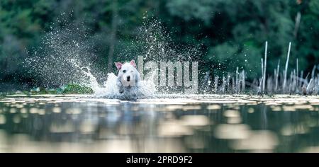 pit bull terrier swims and plays in the water in the lake. banner Stock Photo