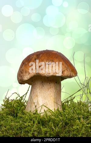 The porcini mushroom (Boletus edulis), also known as spruce porcini mushroom, gentlemen's mushroom or noble mushroom in moss over abstract bright background. Macro. Stock Photo