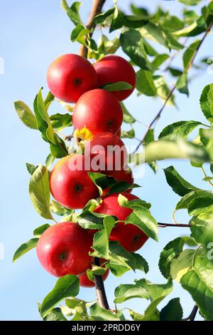 Harvest time in the orchard Stock Photo