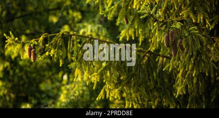 Telephoto lens compressed image of  a pine tree with shining water drops after summer rain. Natural green background. Moisture and humidity in the nature concept Stock Photo