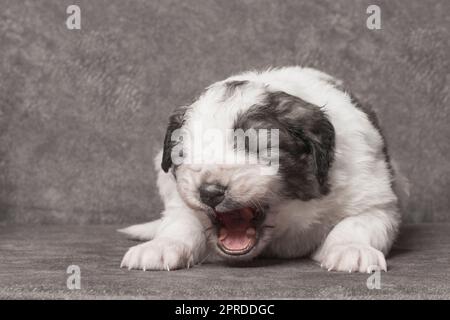 yawning cute shepherd puppy Stock Photo