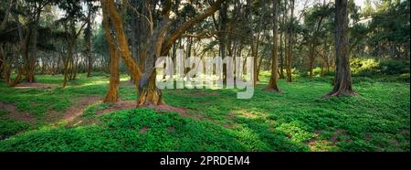 Bellows Field Beach Park - Oahu, Hawaii. A photo of the famous Hawaiian beach - Bellow Field Beach Park, Close to Waimanalo, the island Oahu, Hawaii. Stock Photo