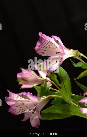 Beautiful bouquet of flowers. Bouquet with different kind of flowers. Stock Photo