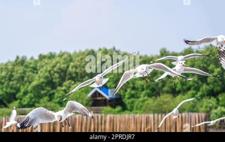 Seagulls flying Stock Photo