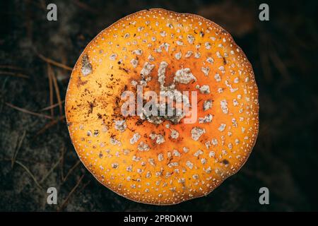 Close Up Of Amanita muscaria, commonly known as the fly agaric or fly amanita In Forest In Belarus Stock Photo