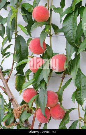 Prunus persica Redhaven, peach Redhaven, ripe fruit growing on an espalier tree Stock Photo