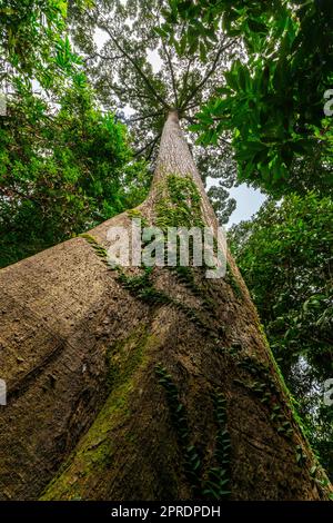 Giant tree in tropical rainforest of Borneo. Sabah, Borneo, Malaysia. Stock Photo