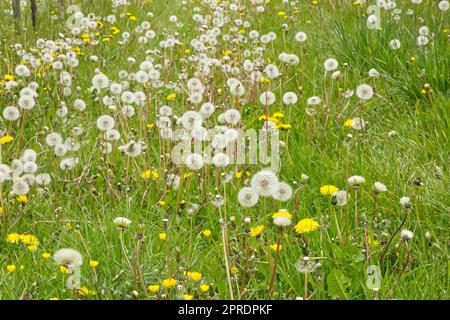 Dandelion seed heads Stock Photo