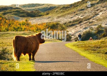 A Scottish Highland cattle in the North Holland dune reserve standing next to a trail, looking to two tourists with bikes. Schoorlse Duinen, Netherlands. Stock Photo