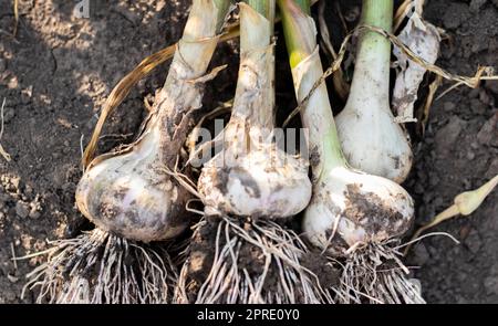 Young garlic with roots lying on garden soil. Collection of Lyubasha garlic in the garden. Agricultural field of garlic plant. Freshly picked vegetables, organic farming concept. Organic garlic. Stock Photo