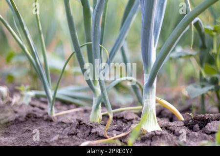 View of a field with ripening green onions. Onion field. Onion ripe plants growing in the field, close-up. Field onion ripening in spring. Agricultural landscape. Growing green onions in the garden. Stock Photo