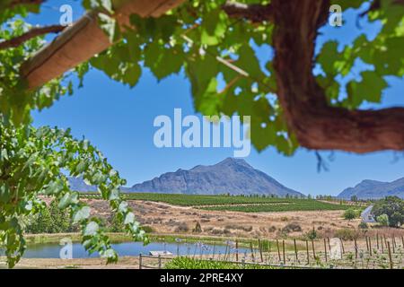 Home of South African wine. Photo from wineyards of the Stellenbosch district , Western Cape Province, South Africa. Stock Photo