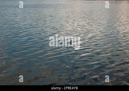 wild ducks float on water with fine ripples Stock Photo