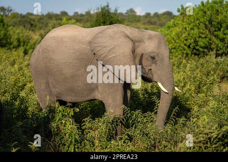 African elephant stands in bushes in sunshine Stock Photo - Alamy