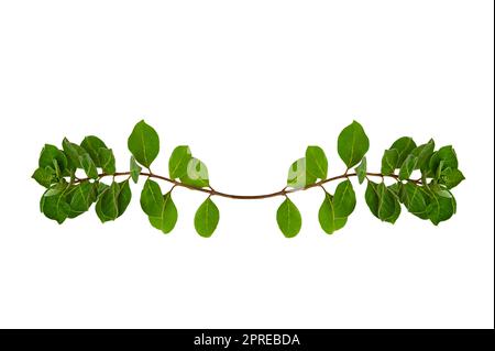 leaf vine isolates on a white background Stock Photo