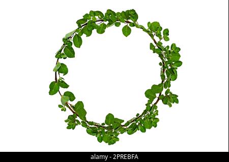 leaf vine circle isolates on a white background Stock Photo