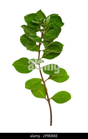 leaf vine isolates on a white background Stock Photo