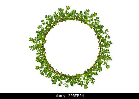 leaf vine circle isolates on a white background Stock Photo