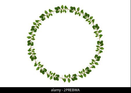 leaf vine circle isolates on a white background Stock Photo