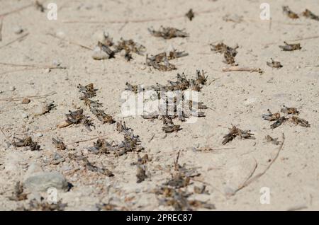 Nymphs of Moroccan locust Dociostaurus maroccanus. Cruz de Pajonales. Integral Natural Reserve of Inagua. Tejeda. Gran Canaria. Canary Islands. Spain. Stock Photo