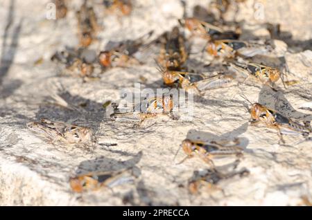 Nymphs of Moroccan locust Dociostaurus maroccanus. Cruz de Pajonales. Integral Natural Reserve of Inagua. Tejeda. Gran Canaria. Canary Islands. Spain. Stock Photo