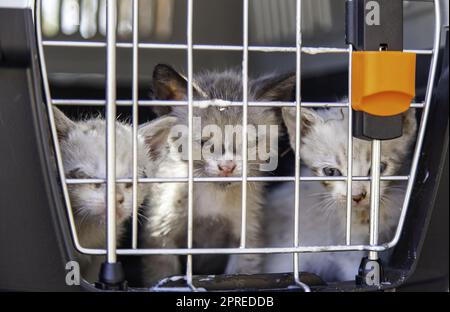 Cat locked cage trap, abandoned animals and hunting Stock Photo