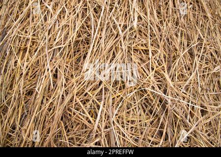 Brown hay, dry hay texture background Stock Photo