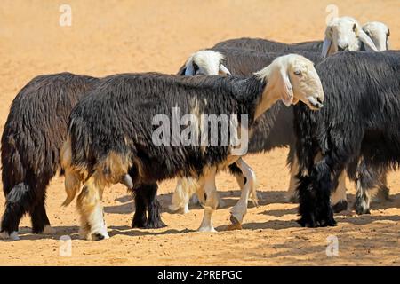 Arabian Nadji - domestic sheep breed of the Najd region of the Arabian Peninsula Stock Photo