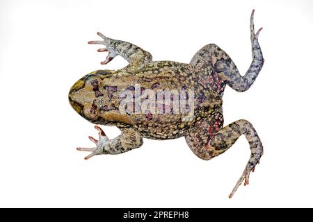 Top view of an African olive toad (Amietophrynus garmani) isolated on white Stock Photo